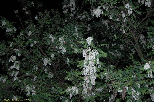 DSC_1159.JPG